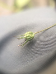 Campanula intercedens