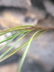 Campanula intercedens