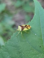 Elasmostethus atricornis