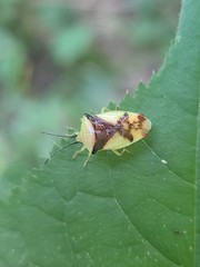 Elasmostethus atricornis