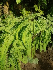 Adiantum aleuticum aleuticum