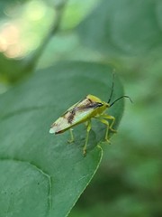 Elasmostethus atricornis