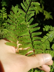 Adiantum aleuticum aleuticum