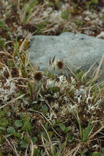 Image of Tephroseris lindstroemii by (c) Syd Cannings, some rights reserved (CC BY)