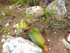 Daubenya zeyheri