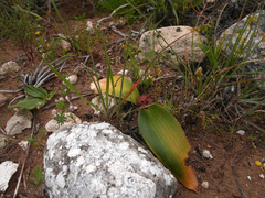 Daubenya zeyheri