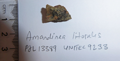 Amandinea delangei