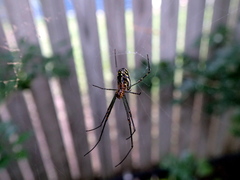 Leucauge granulata