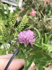 Trifolium pratense