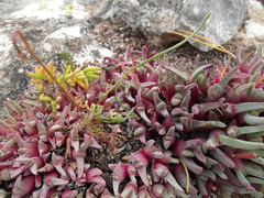 Cheiridopsis rostrata