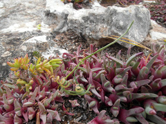 Cheiridopsis rostrata