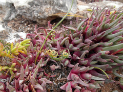 Cheiridopsis rostrata