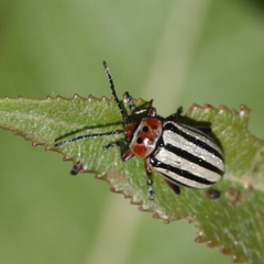Disonycha alternata