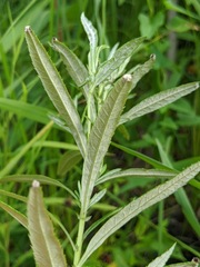 Artemisia serrata