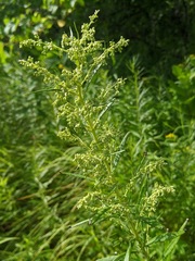 Artemisia serrata