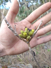 Handroanthus coronatus
