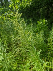 Artemisia serrata