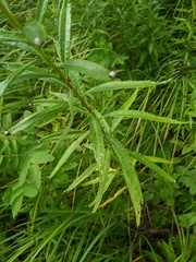 Artemisia serrata
