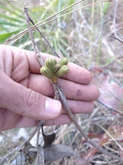Handroanthus coronatus