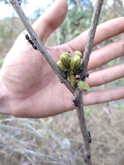 Handroanthus coronatus