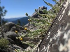 Erigeron petrophilus