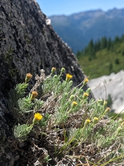 Erigeron petrophilus
