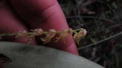 Stelis pulchella