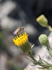 Erigeron petrophilus