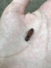 Hemicrepidius melanophthalmus
