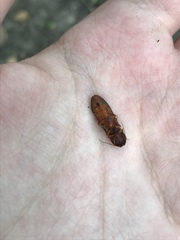 Hemicrepidius melanophthalmus