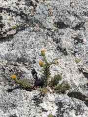 Erigeron petrophilus