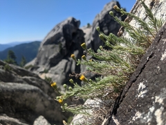 Erigeron petrophilus