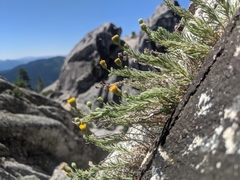 Erigeron petrophilus