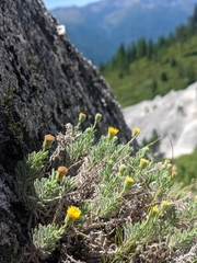 Erigeron petrophilus