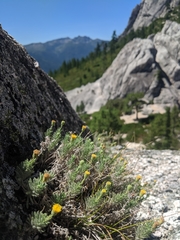 Erigeron petrophilus