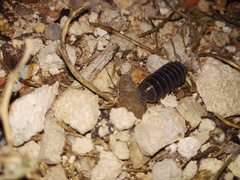 Armadillo officinalis