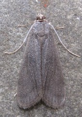 Parapoynx maculalis