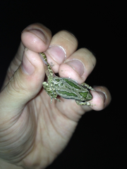 Pseudacris clarkii