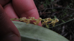 Stelis pulchella