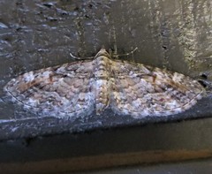 Eupithecia graefii
