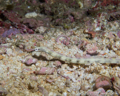 Corythoichthys haematopterus