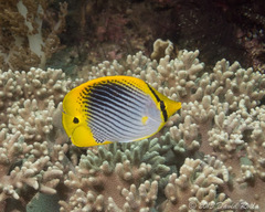Chaetodon ocellicaudus