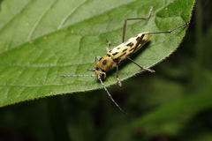 Demonax notabilis