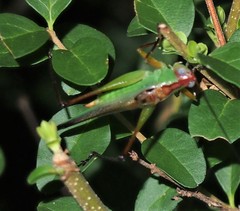 Orchelimum pulchellum