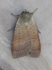 Abagrotis