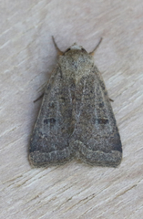 Abagrotis