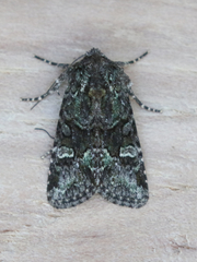 Lacinipolia comis
