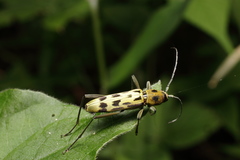 Demonax notabilis