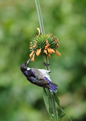 Anthreptes orientalis