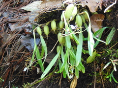 Prosthechea pastoris